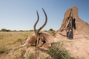blackfaced impala