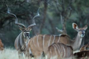 Kudu