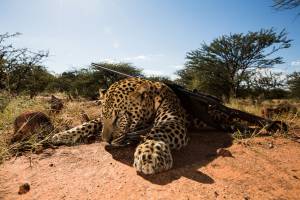 leopard trophy