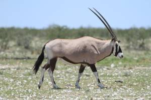 Oryx