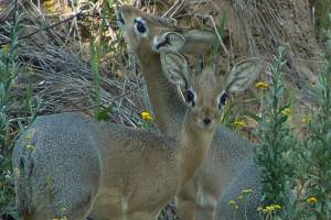 Dik Dik