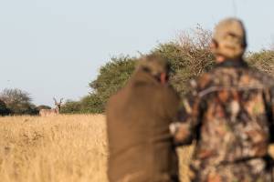 kudu bull