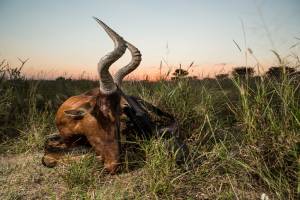 hartebeest