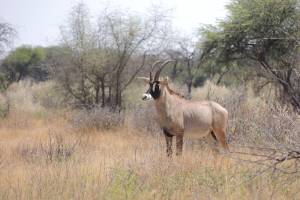 Roan / Pferdeantilope