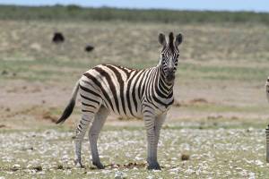 Steppenzebra