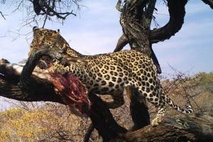 leopard bait
