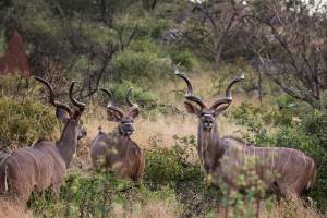 kudu bull