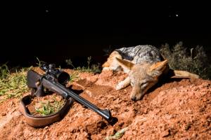 jackal