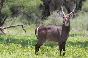 Wasserbock