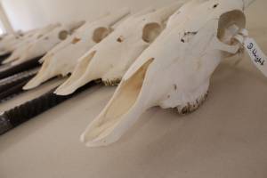 skull