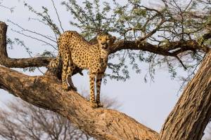 cheetah
