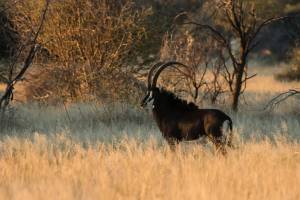 Sable