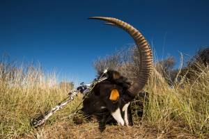 sable bowhunt