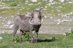 Warzenschwein