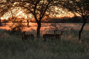 nyala
