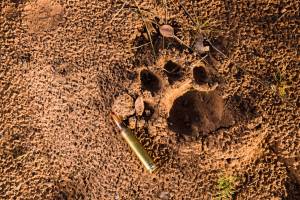 leopard track