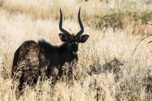 Nyala