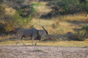 Eland