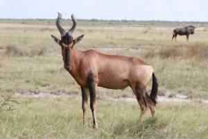 Hartebeest