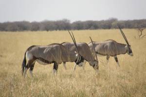 Oryx