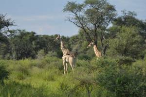 Giraffe