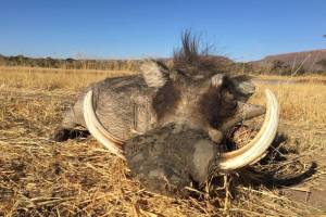 warthog
