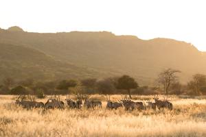 Oryxherd infront of Waterberg