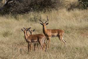 Impala