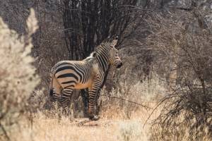 mountain zebra