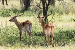 Lechwe