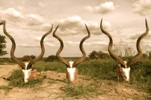 massive kudu bulls